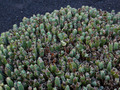 Euphorbia Resinifera IMG_2775 